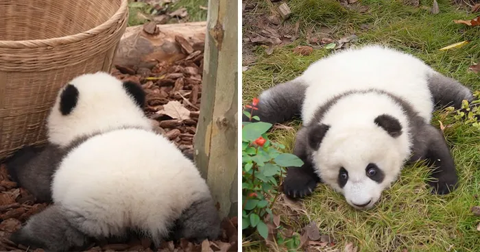This Panda Cub’s Adorable Little Run Deserves To Be Watched On Repeat, As Shared By This Page