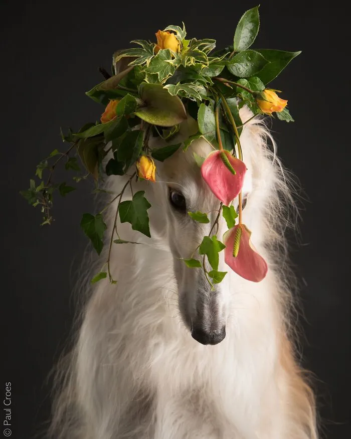 Graceful white dog wearing a floral crown made of leaves and flowers in a studio photo.