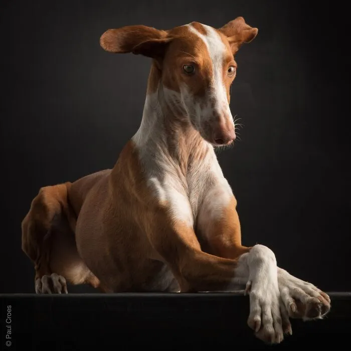 A brown and white podenco hound resting elegantly on a table in a dog portrait studio.