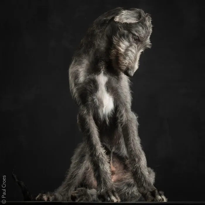 A wirehaired grey dog sitting thoughtfully during a dog photography portrait shoot.