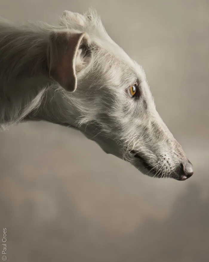 Side profile of a sleek white sighthound pup captured in a studio portrait setup.