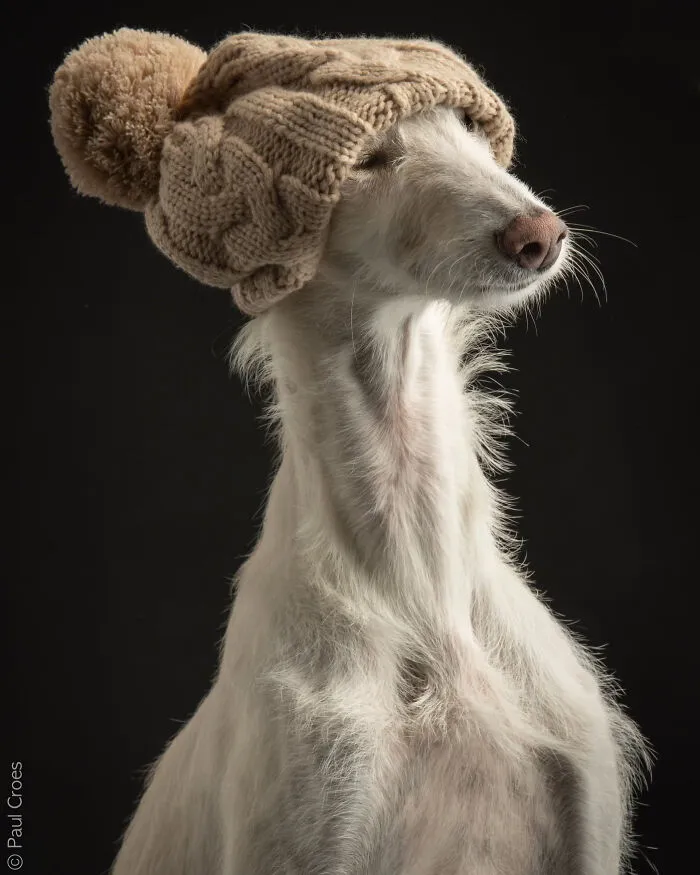 Elegant long-necked dog wearing a knitted beanie hat in a creative photography studio portrait.