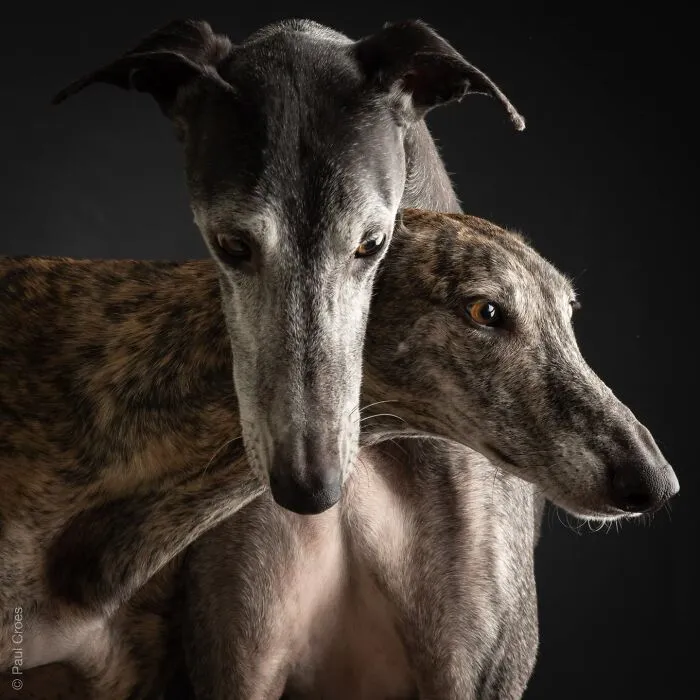 Close-up photo of two greyhounds resting their heads together in a photography studio portrait.