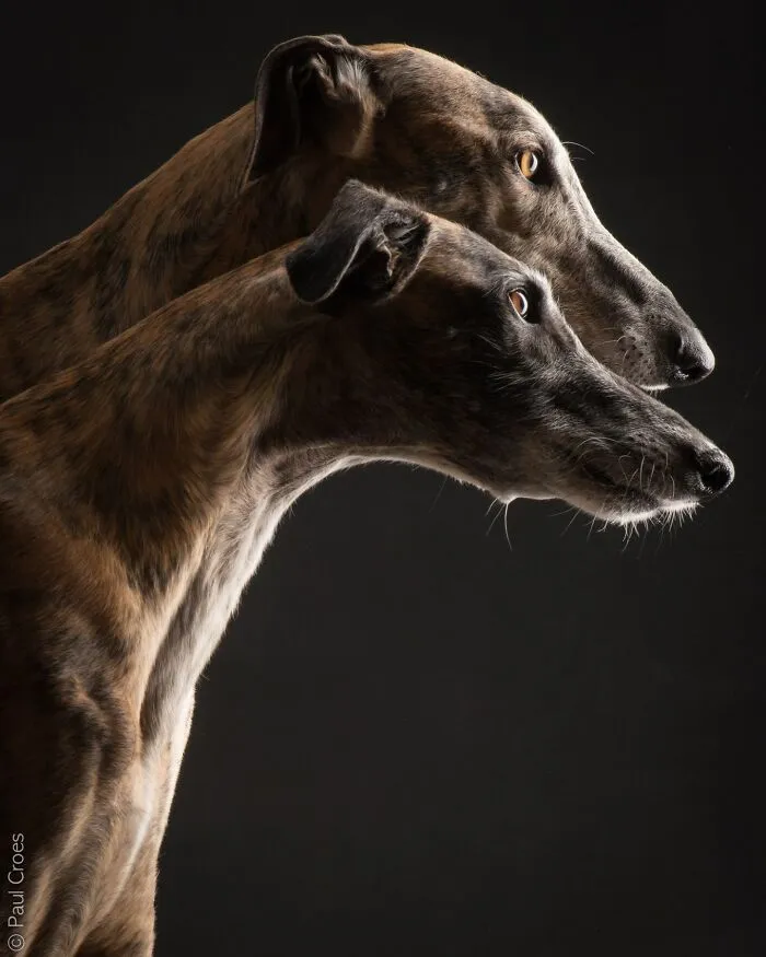 Side profile portrait of two brindle sighthound dogs in a photo studio setup.