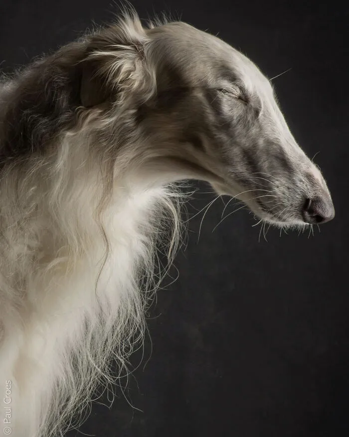 Side profile photo of a long-haired sighthound, showcasing unique dog personality in a studio setting.