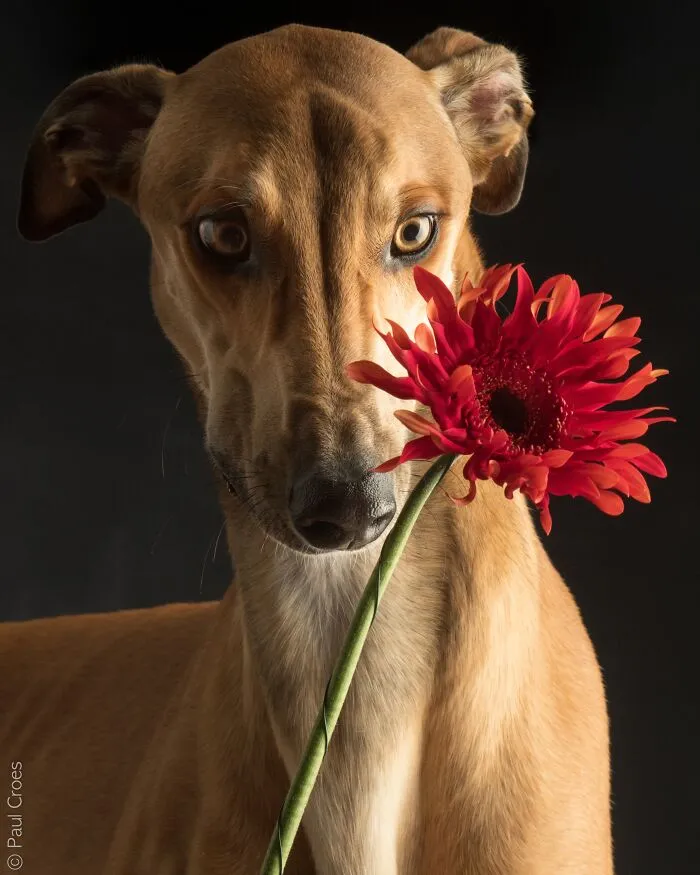 A brown dog holding a red flower in a studio portrait setting.