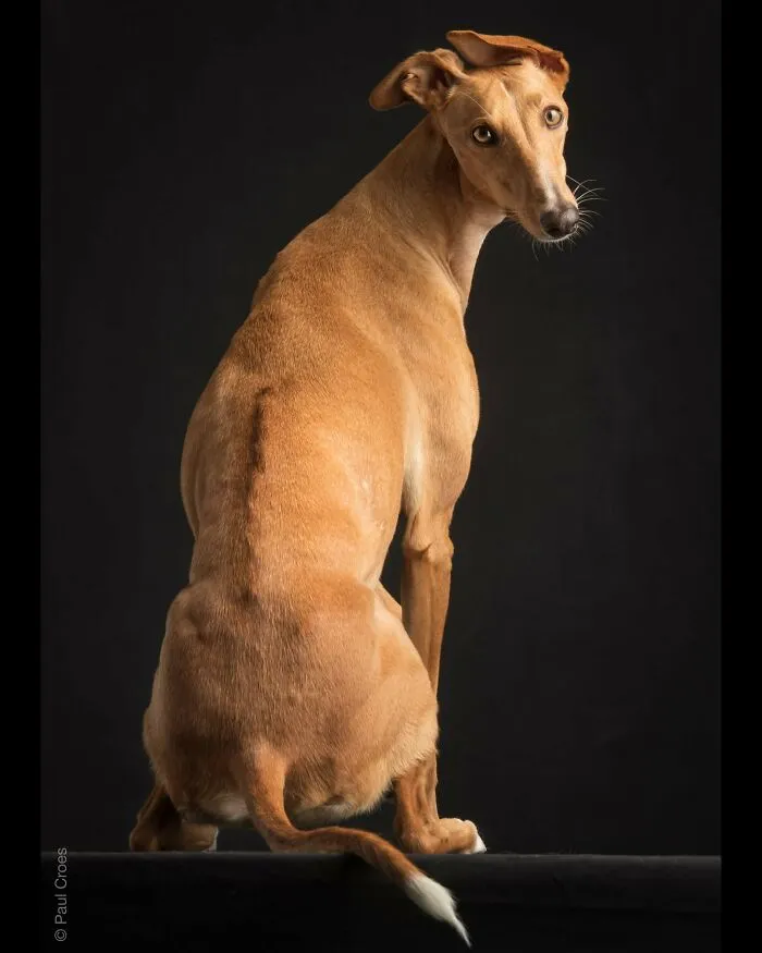 A studio portrait of a sleek tan dog sitting and looking back over its shoulder.