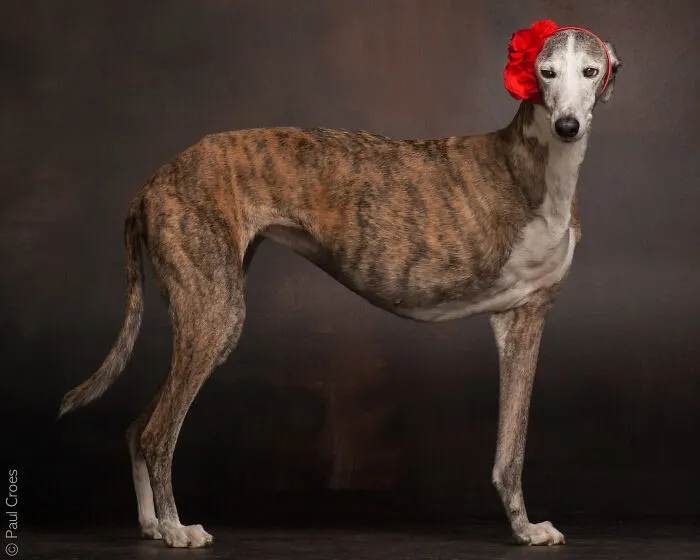 A brindle dog wearing a red floral headband posing gracefully in a studio photo.