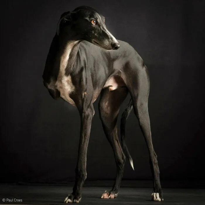 A black galgo greyhound posing for a portrait in a studio where every pup is welcome.