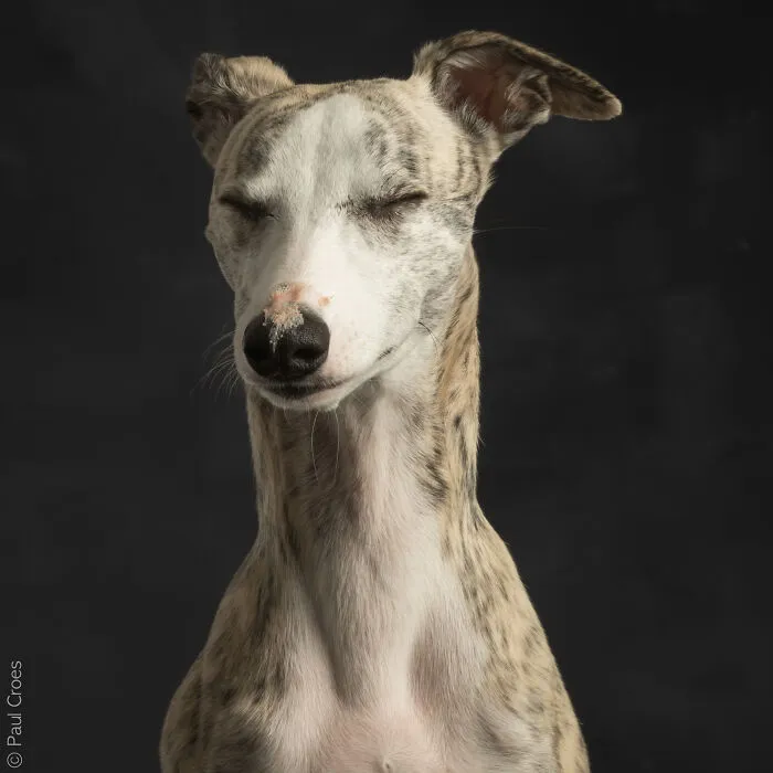 Studio portrait of a whippet-like dog with closed eyes where the dog is the boss