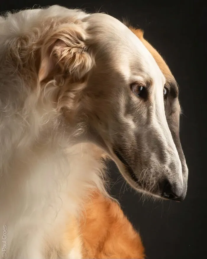 Side profile portrait of a long-snouted white and tan borzoi dog in a photo studio