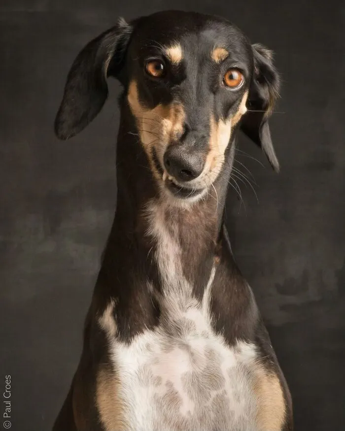 Front portrait of a slender black and tan dog in a studio setting where the dog is the boss
