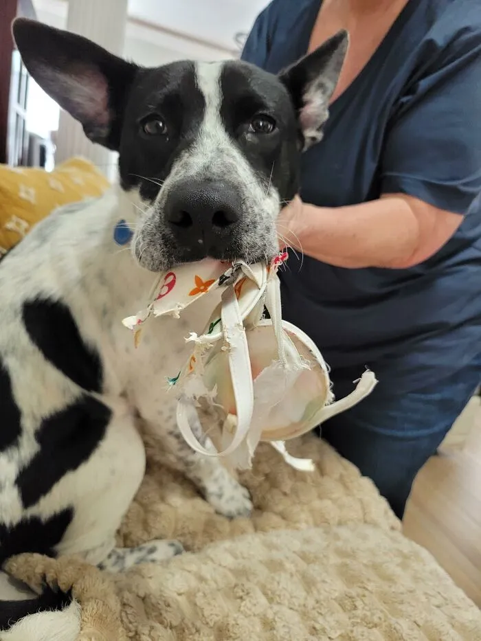 Black and white dog holding shredded bra in mouth causing trouble