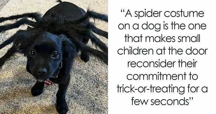 38 Pet Halloween Fits So Funny It Almost Makes Up For How Much Your Dog Is Going To Judge You For This