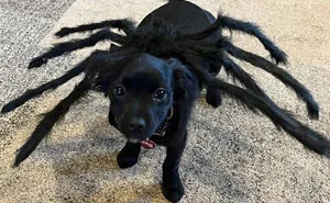 38 Pet Halloween Fits So Funny It Almost Makes Up For How Much Your Dog Is Going To Judge You For This