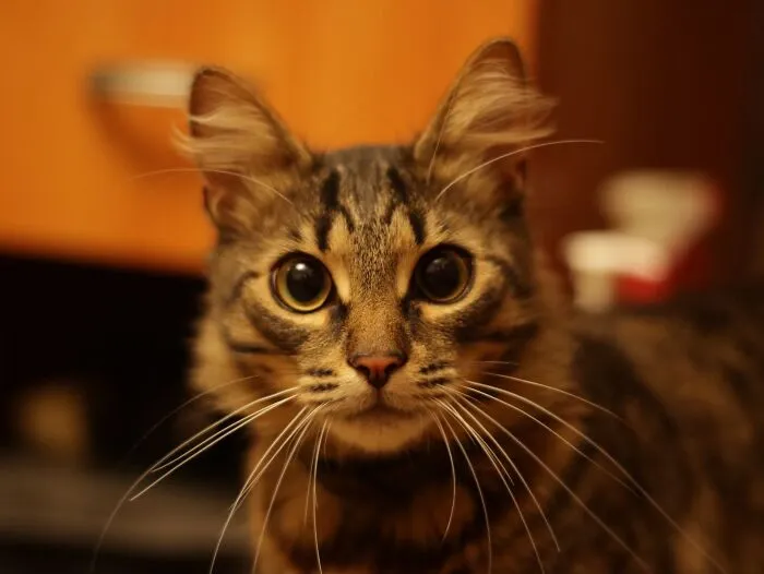 Close-up portrait of a fluffy tabby cat staring wide-eyed, telling obvious lies.
