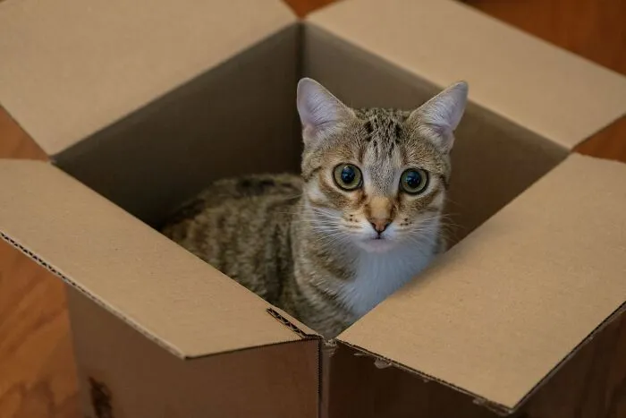 Cat sitting inside cardboard box at home