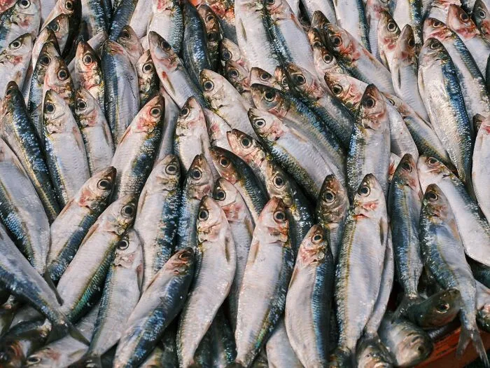 Fresh fish tightly packed on market stall