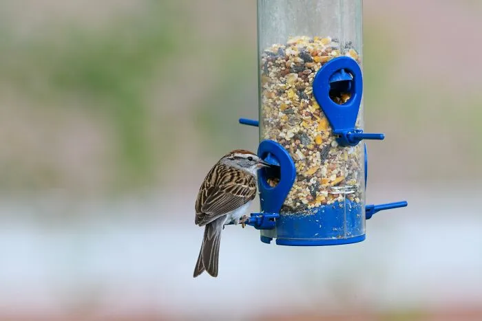 Small brown bird perching on blue bird feeder