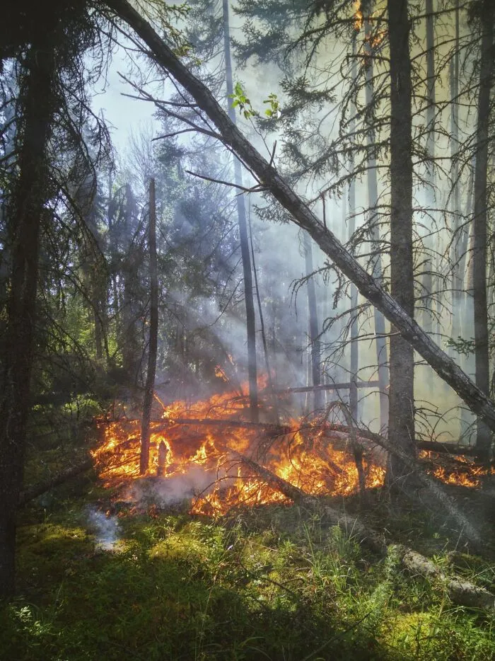 Wildfire burning in a dense forest, highlighting an urgent feeling to leave immediately