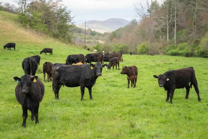 Black cattle standing in a grassy field, related to chilling stories of gut feeling.