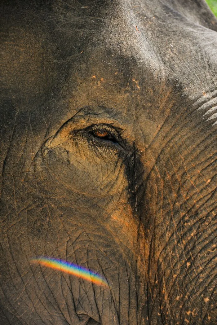 Extreme macro detail of a gentle giant's eye reflecting a rainbow, illustrating surprising elephant facts.