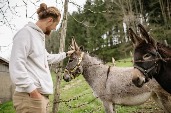 A man petting a donkey in a field, evoking school rumors of a hidden farm on campus