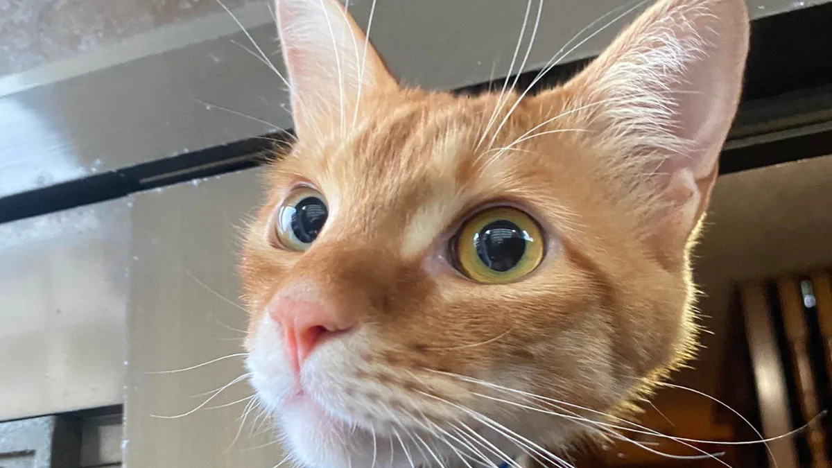 90 Times People Spotted Something That Made Them Think We Live In A Simulation