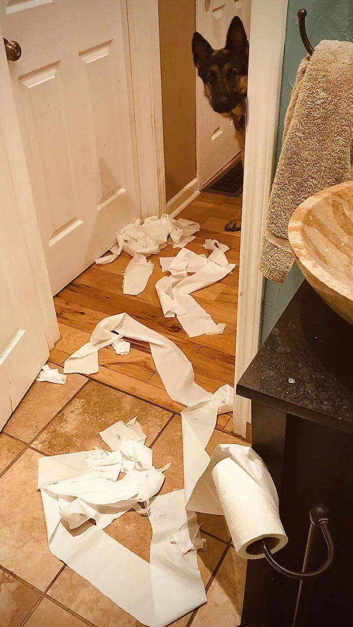 German shepherd peeking around the corner with torn toilet paper on the floor