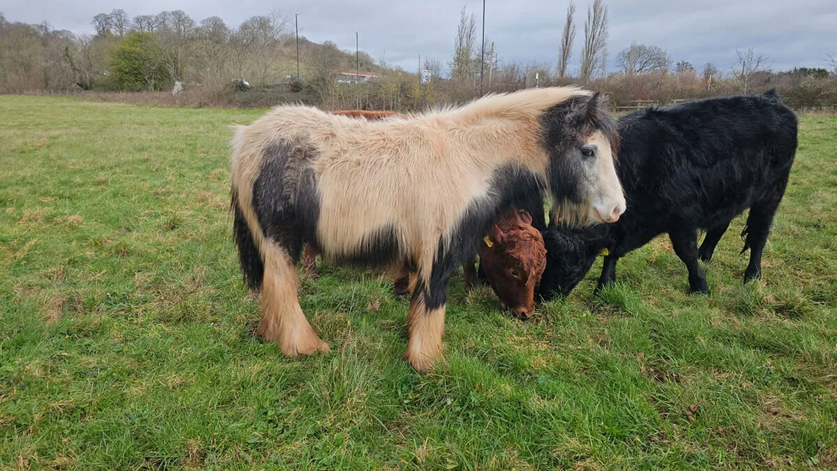 Rescuers Save Neglected Pony Who Grew Up With Cows And Help Him Learn How To Be A Horse