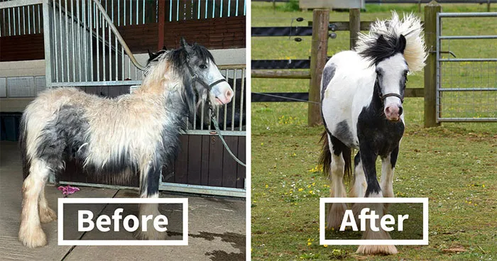 Rescued Pony Who Only Knew Cows Learns How To Be A Horse And Finds A Best Friend