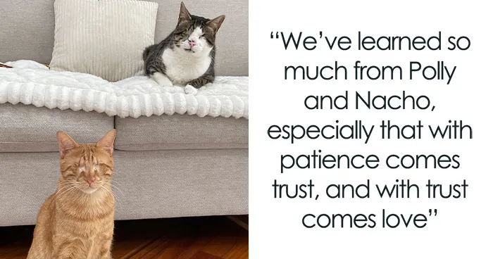 Polly And Nacho Find Their Happy Ending Together In New Jersey Thanks To Tabby’s Place Sanctuary