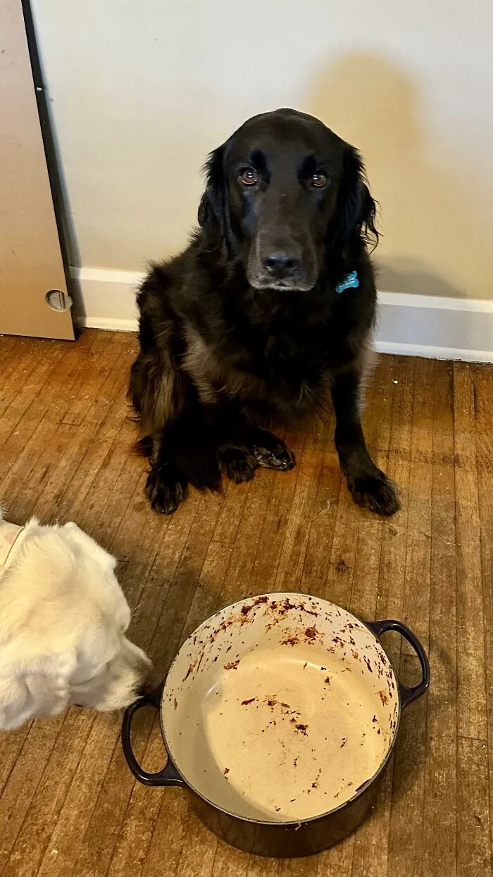 Black dog sitting near empty pot while white dog sniffs it
