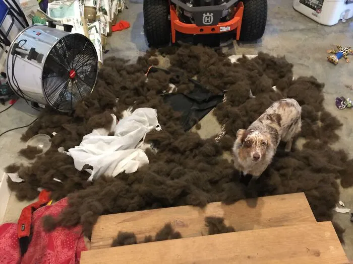 Dog surrounded by fur after causing a mess in garage highlights dog trouble