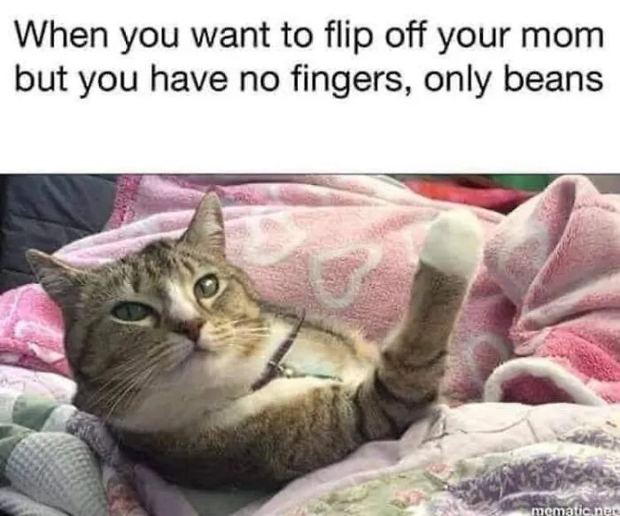Cat memes featuring a tabby cat raising its hind leg funny like a middle finger.
