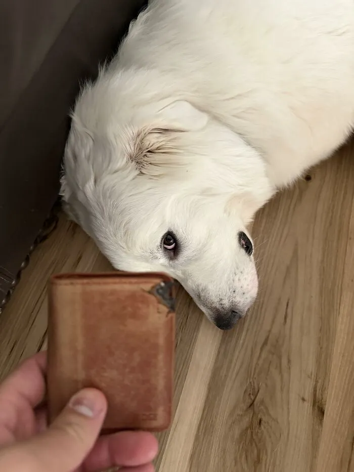 White dog looking guilty near a chewed wallet on wooden floor