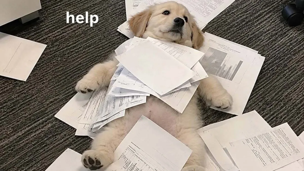 65 Memes For Anyone Who Was Not Properly Warned About Adulthood