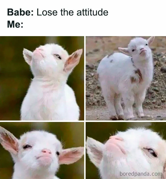 Cute and funny random memes featuring four close-up shots of a baby goat making sassy facial expressions.