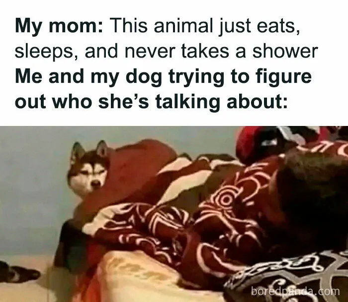 Humorous meme of a husky dog in bed looking back, ideal for random memes compilations.