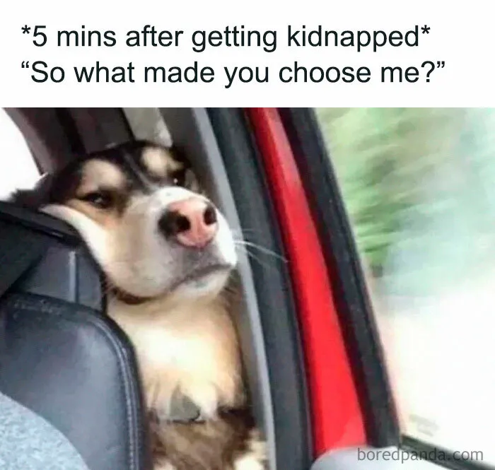 Meme of a dog looking casual in a car seat, a classic style of random memes.