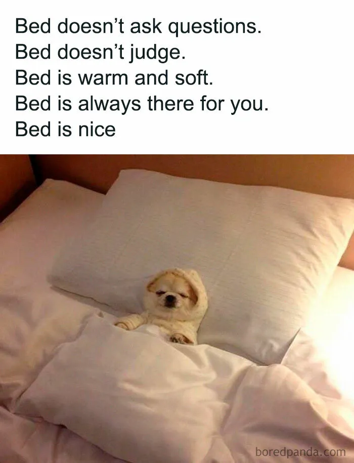 Cute dog tucked in bed with a wholesome text about the comfort of sleeping in random memes.