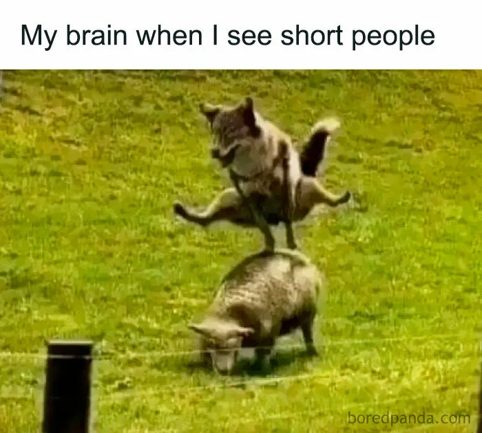 A dog leapfrogging over a sheep in a grassy field, depicting random memes
