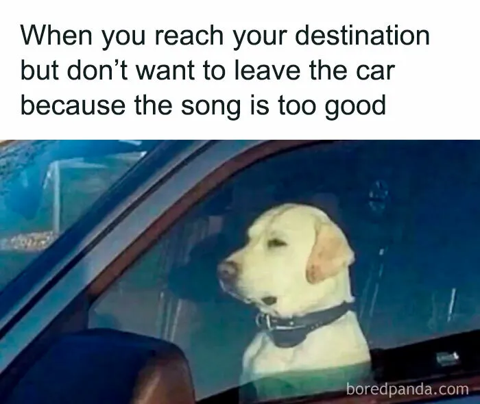 Dog waiting in a car listening to music representing random memes