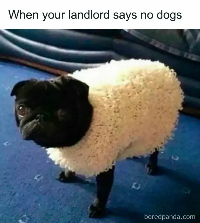 A funny pug meme wearing a sheep costume to hide from a landlord