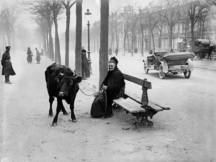 Rare historical photo of elderly woman sitting on bench holding cow leash on city street