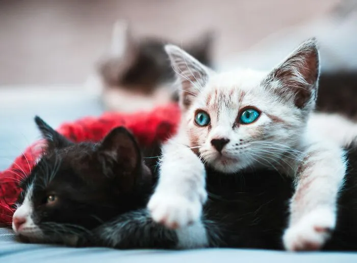 Close-up of kittens with striking blue eyes resting together