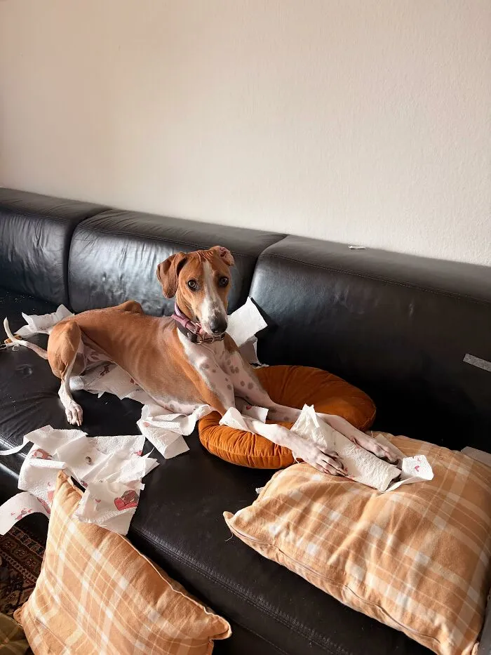 Dog sitting on sofa surrounded by torn paper showing dogs looking for trouble