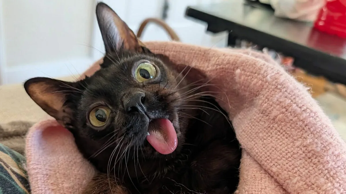 This Tiny Rescue Cat With A Permanently Sticking-Out Tongue Has A Heartwarming Survival Story