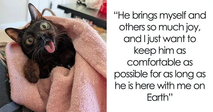 Cat Who Wasn't Expected To Live Long Finds A Loving Home And Celebrates Incredible Milestones