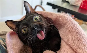 Cat Who Wasn't Expected To Live Long Finds A Loving Home And Celebrates Incredible Milestones